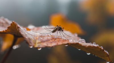 Survie des moustiques en automne et hiver : explications et précautions